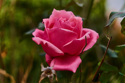 Close-up of pink rose