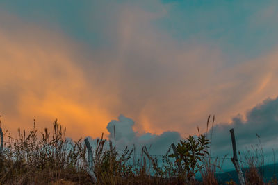 Silhouette plants growing on field against sky during sunset