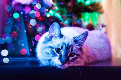 Close-up portrait of a cat