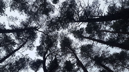 Low angle view of trees against sky