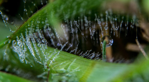 Close-up of raindrops on plant