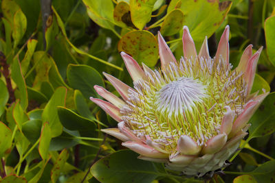 Close up of a protea on maui hawaii