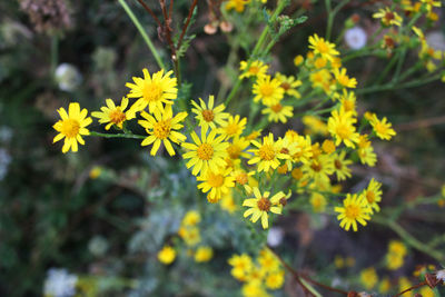 Close-up of yellow flowering plants on field