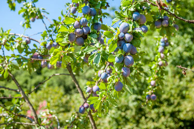 Low angle view of grapes growing in vineyard