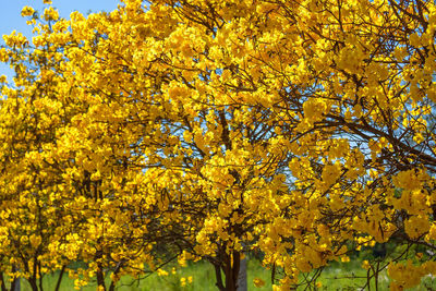 Low angle view of yellow flowering plants