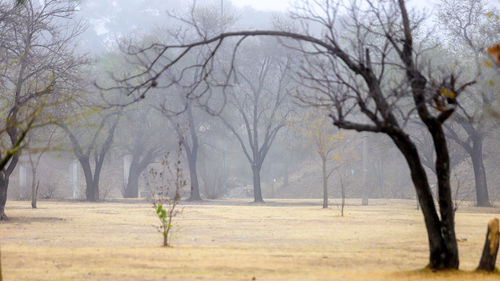 Bare trees on field