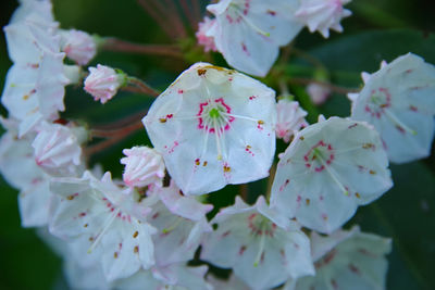 Close-up of white flowering plant mountain laurel