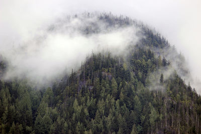 High angle view of trees in forest