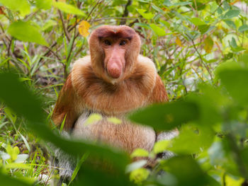 Proboscis monkey in bako national park