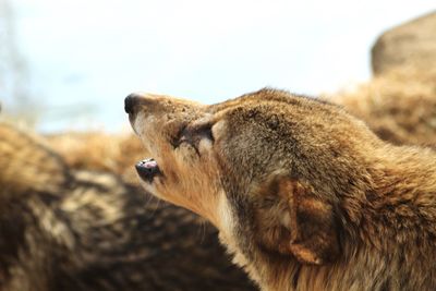 Close-up of howling wolf