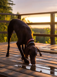 Dog standing on railing against sky during sunset