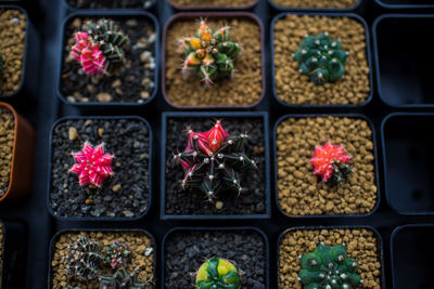 Full frame shot of potted plants