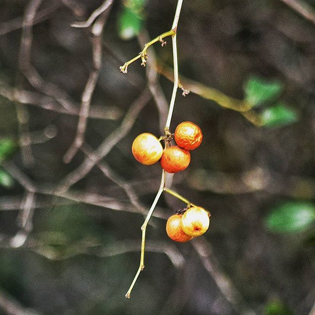 food and drink, food, fruit, healthy eating, freshness, close-up, focus on foreground, growth, orange color, ripe, nature, leaf, vegetable, selective focus, stem, plant, outdoors, day, no people, organic