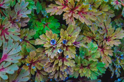 Close-up of maple leaf