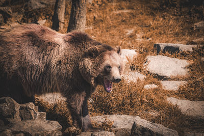 Brown bear in the forest