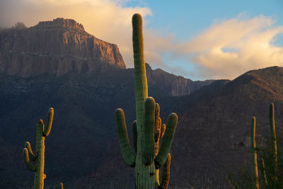 Cactus plants growing on land against sky