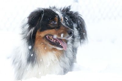 Close-up of dog looking away