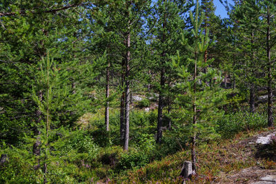Trees in forest