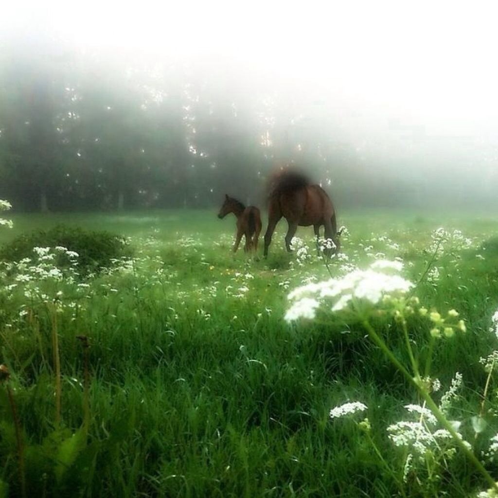 animal themes, mammal, domestic animals, grass, field, one animal, grassy, nature, animals in the wild, livestock, growth, grazing, green color, plant, horse, wildlife, beauty in nature, sunlight, day, no people