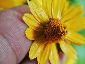 Close-up of yellow flower