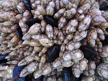 Full frame shot of food for sale at market stall