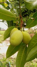 Close-up of fruits on tree