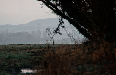 Trees on field against sky at sunset