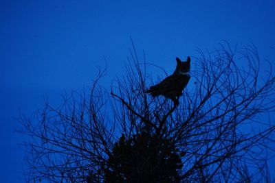 Silhouette bird perching on bare tree against clear blue sky