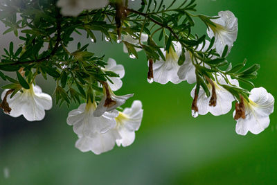 Close-up of white cherry blossoms