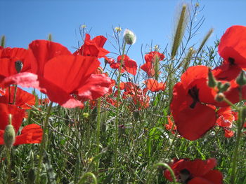 Close-up of poppy flowers against clear sky