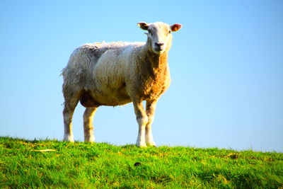 Sheep standing on dike