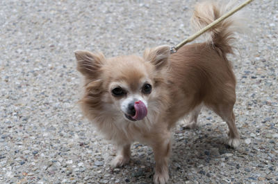 High angle portrait of pomeranian sticking out tongue while standing on road