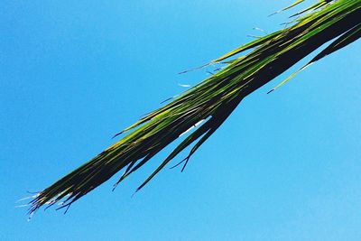 Low angle view of trees against clear blue sky