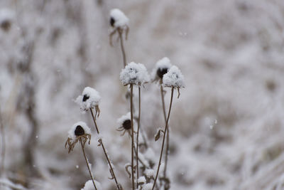 Close-up of snow on plant during winter