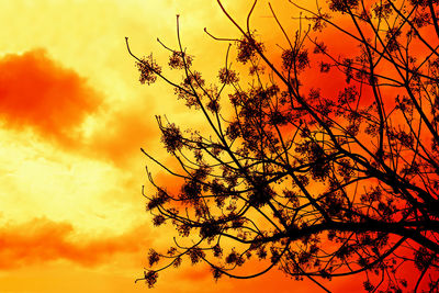 Low angle view of silhouette tree against dramatic sky during sunset