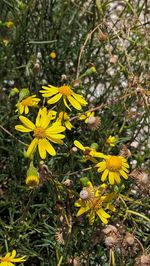 Close-up of yellow flower
