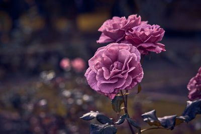 Close-up of pink roses