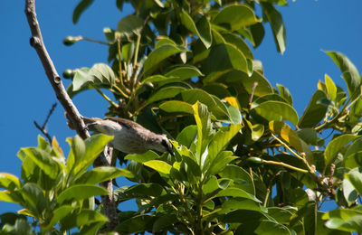 Low angle view of leaves on tree