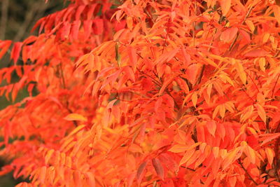 Full frame shot of red leaves