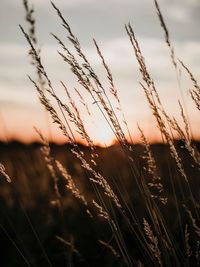 Close-up of stalks in field against sunset sky