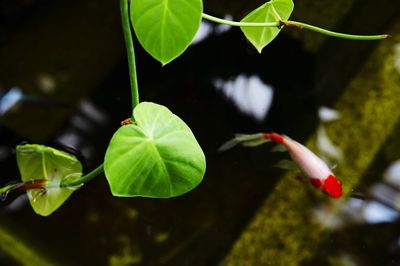 Close-up of leaves floating on water