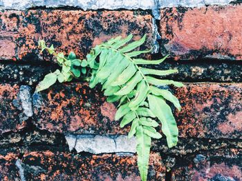 Close-up of ivy growing on brick wall