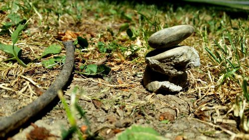 Close-up of snake on field