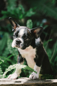 Close-up of dog looking away