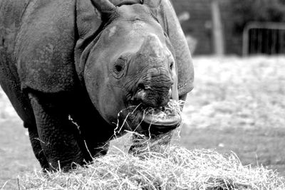 Close-up of goat on field