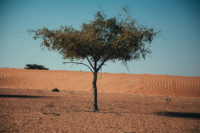 Tree on desert against clear sky