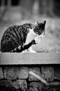 Close-up of cat sitting outdoors