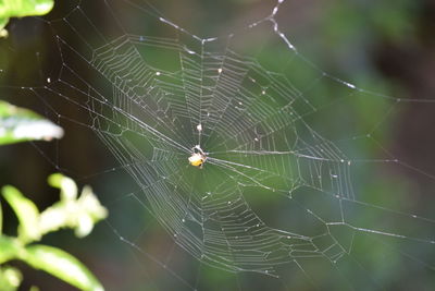 Close-up of spider and web against blurred background