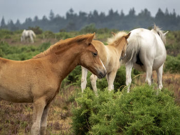 Horses in a field