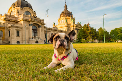 Close-up portrait of french bull dog looking away